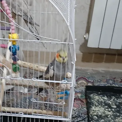 شوگی