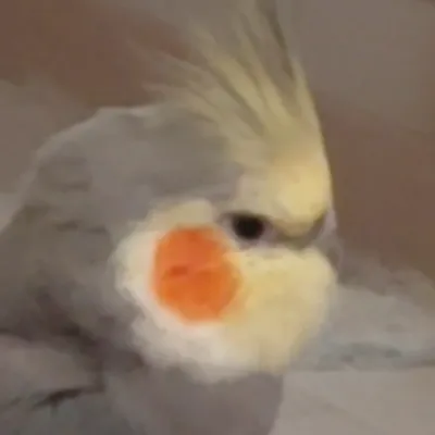 گمشده جوجی