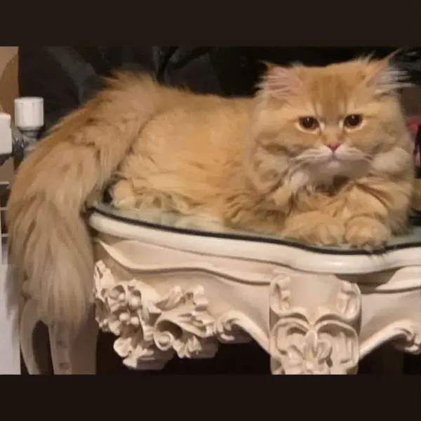 سامر