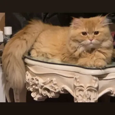سامر