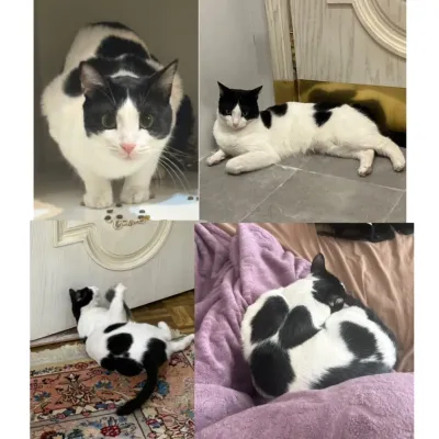 زئوس