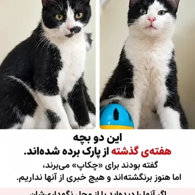 فلفلی و خندون