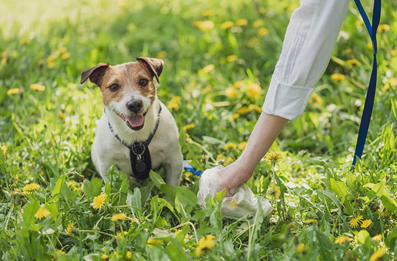 درمان مدفوع‌ خواری در سگ‌ها