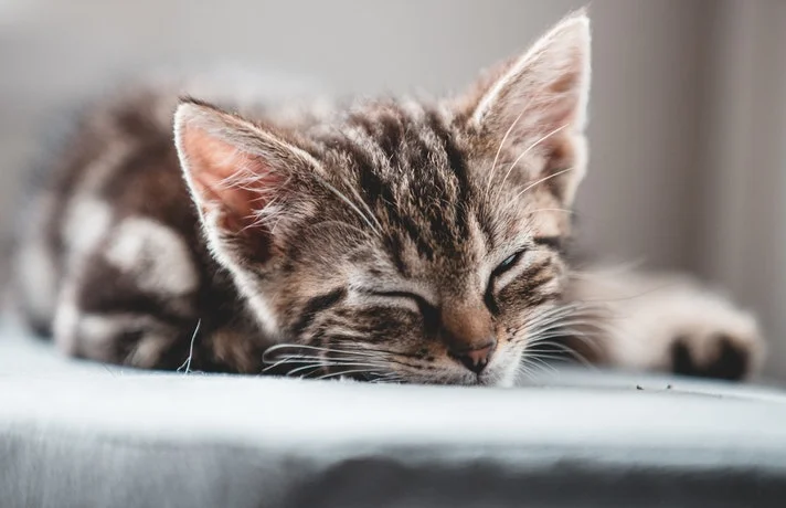 بچه گربه با چشم های بسته خوابیده روی زمین