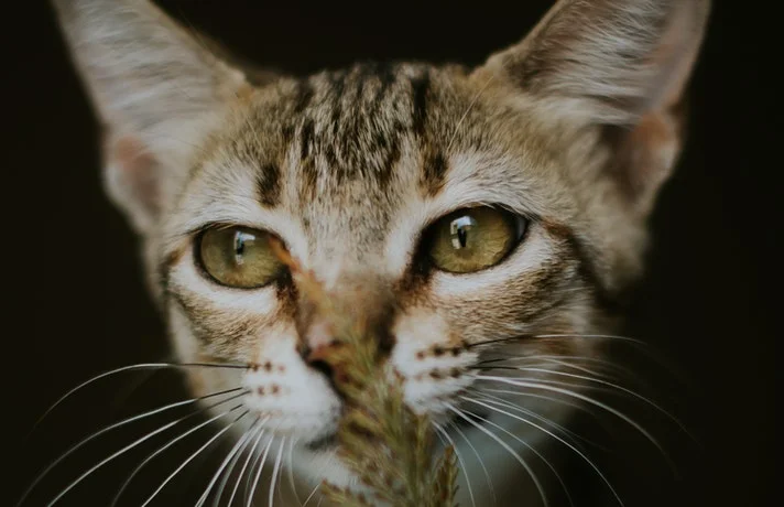 گربه که جلوی صورتش علف گربه است