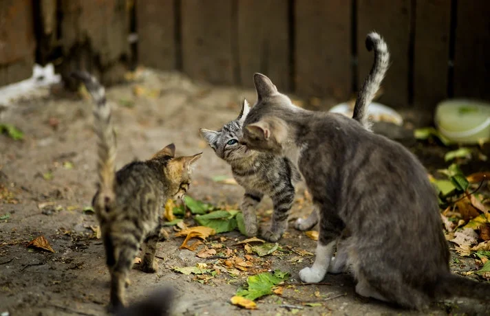 سه گربه در کنار هم