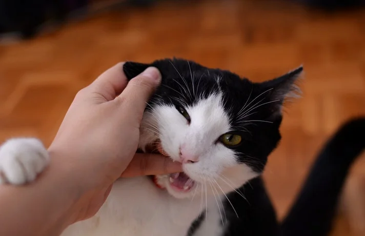 گربه دست صاحبش را گاز گرفته است