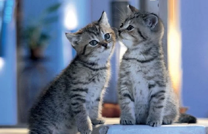 دو گربه با رابطه دوستانه در کنار هم