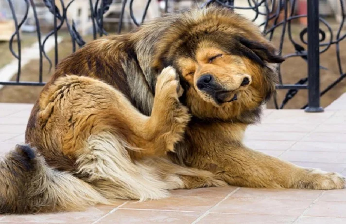 سگ بزرگ به رنگ سفید و قهوه ای و مشکی در حال خاراندن پلک