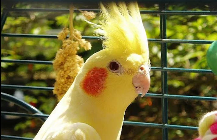 عروس هلندی زرد زیر نور خورشید