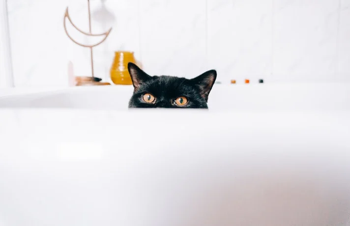 گربه مخفی شده در وان حمام