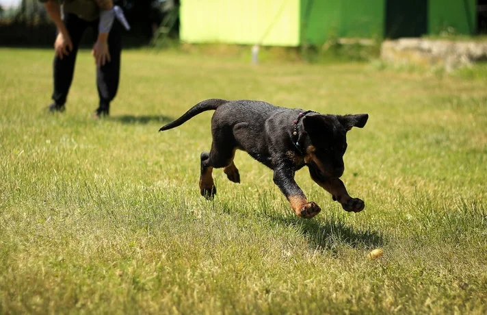 سگ در حال دویدن روی چمن ها