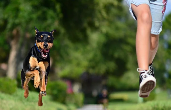 سگ در حال تعقیب صاحبش