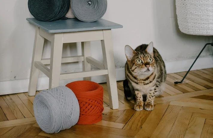 گربه نر در کنار چهارپایه