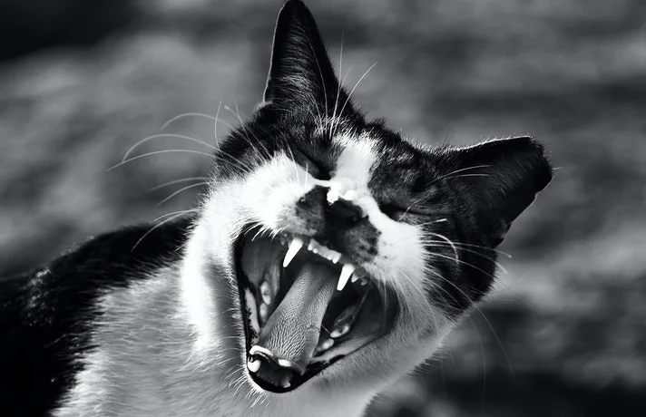 گربه نر پرخاشگر