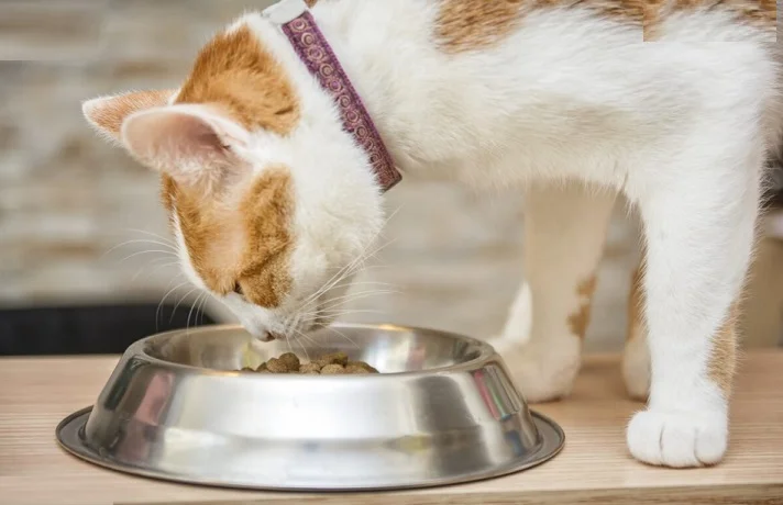 گربه در حال غذا خوردن از ظرف استیل