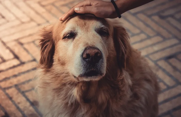 دست کشیدن روی سر سگ پیر