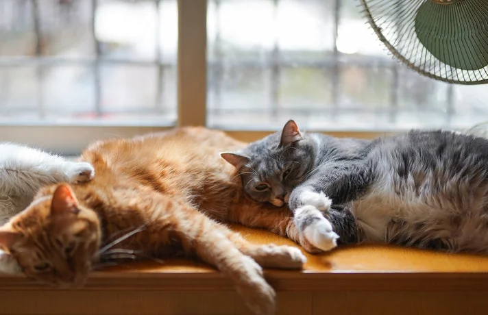 دو گربه لم داده در کنار هم