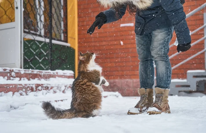 گربه چاق و صاحبش در میان برف