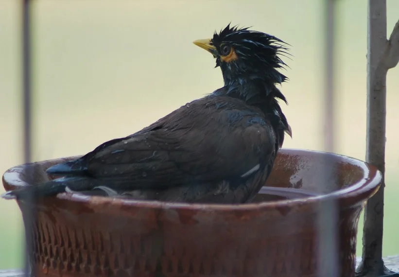 مرغ مینا در حال شنا کردن در آب