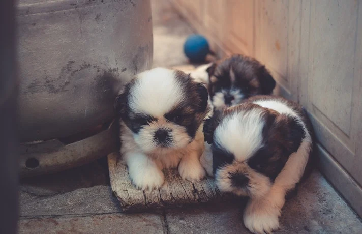 سه توله سگ سیاه و سفید