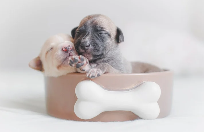 دو توله سگ در ظرف غذای سگ