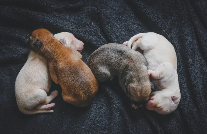 چهار توله سگ نوزاد خوابیده روی پارچه مشکی
