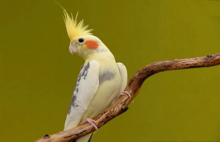 عروس هلندی سفید با تاج طلایی نشسته روی شاخه درخت