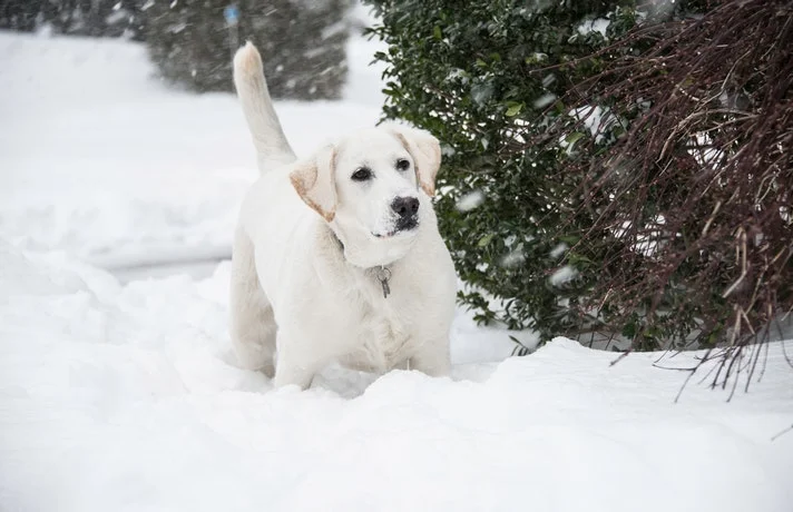 سگ سفید در برف زمستان