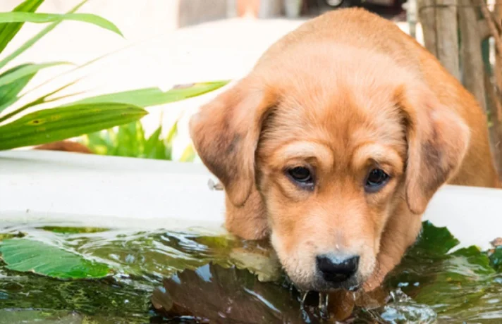 سگ در حال نوشیدن آب از چشمه