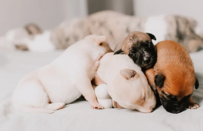 چند توله سگ خوابیده در کنار هم