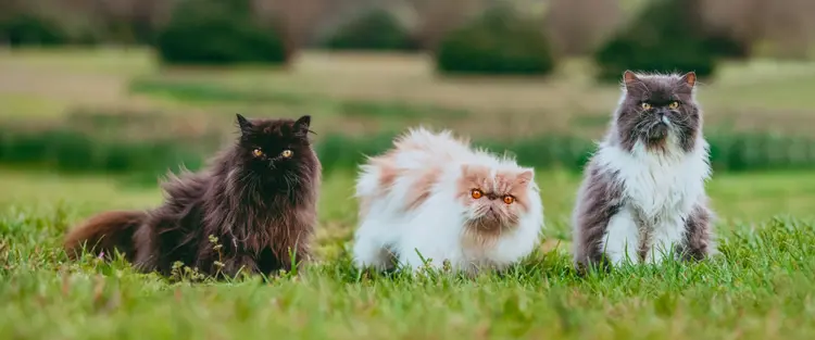 Persian Cat Breed Information