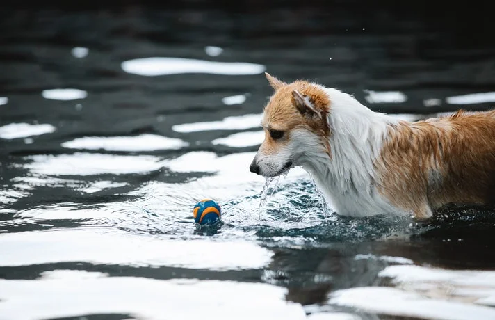سگ در حال توپ بازی در استخر آب