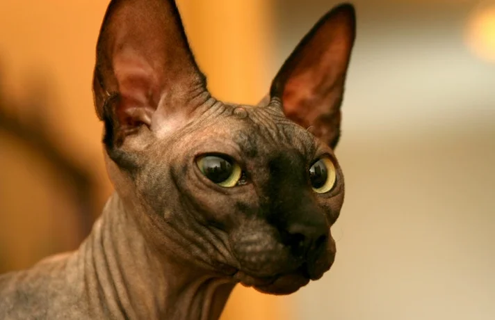 گربه سیاهی با گوش های بزرگ