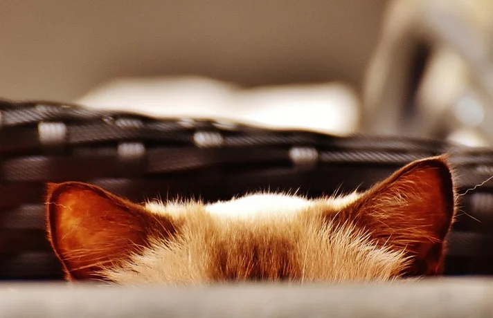 گوش های گربه