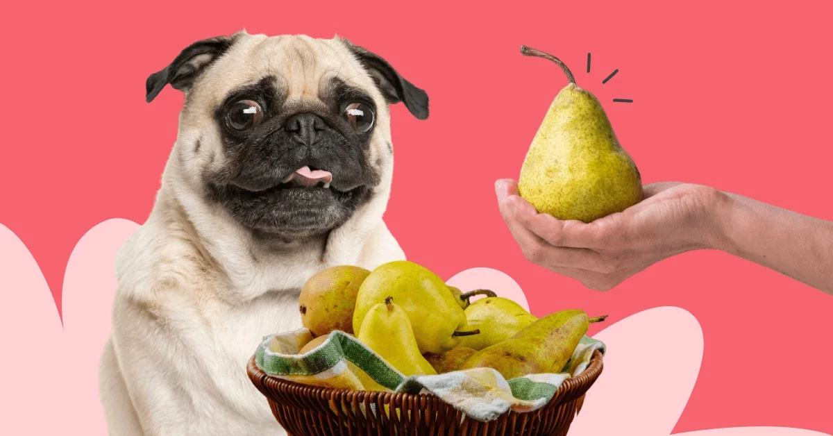 Can Dogs Eat Pears?