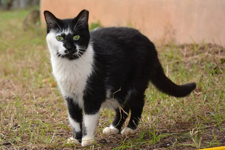 چگونه گربه گمشده را پیدا کنیم