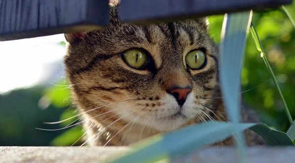 آیا گربه راه خانه را پیدا میکند؟