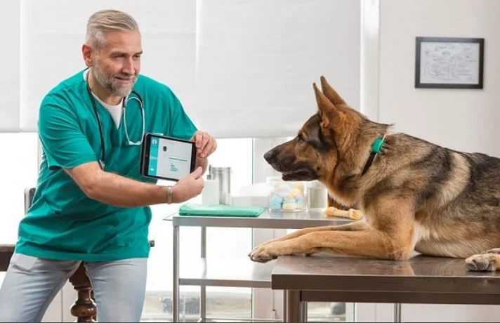 دامپزشک در حال بازی با سگ