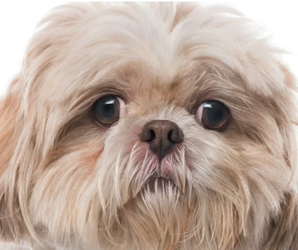 صورت سگ با موهای بلند