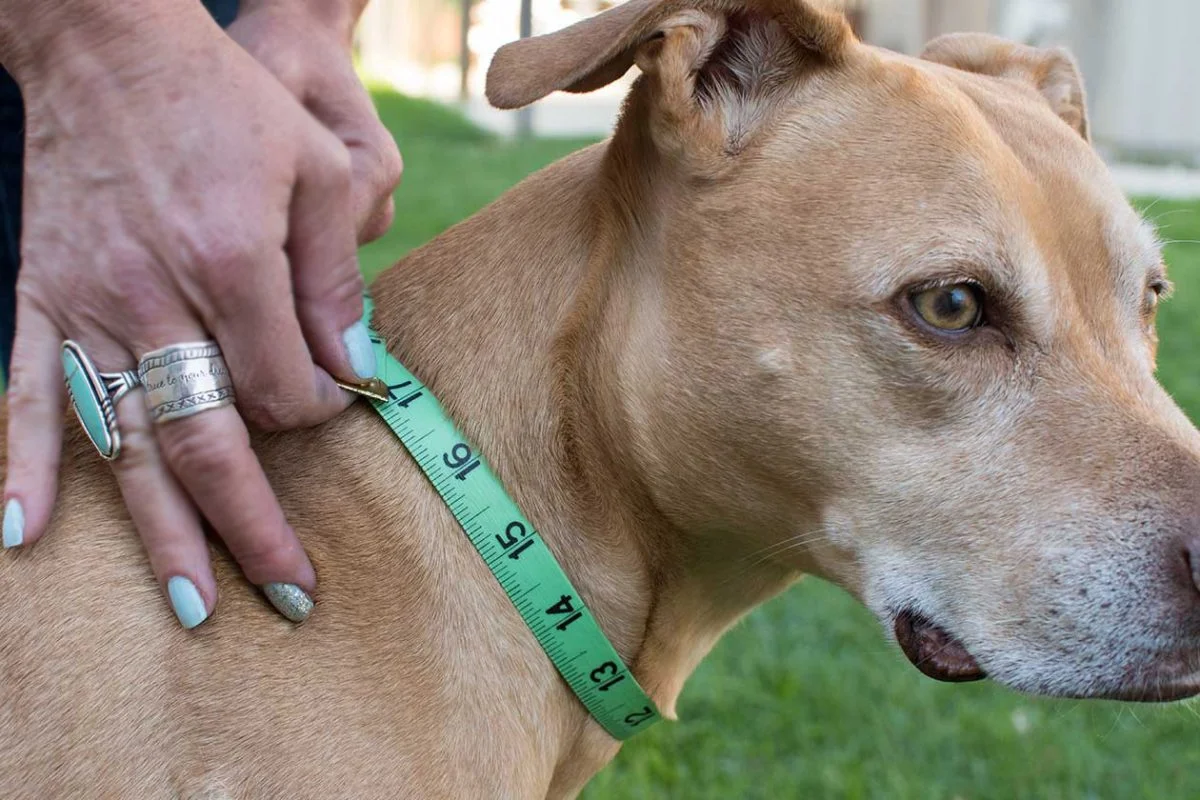 راهنمای خرید قلاده مناسب سگ و هر آنچه در موردش باید بدانید