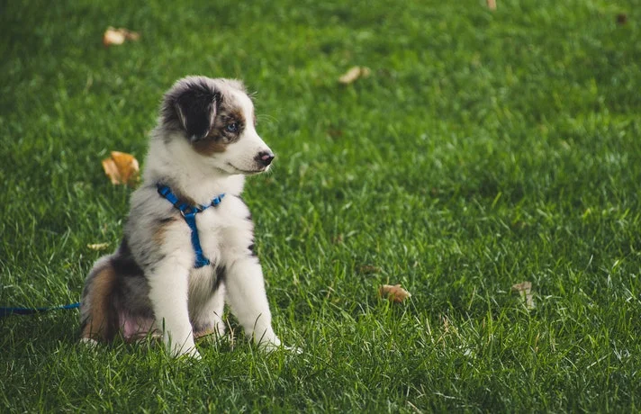 سگ با قلاده کتفی در طبیعت