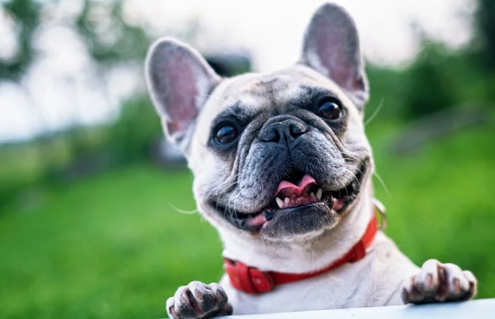 سگ با قلاده قرمز