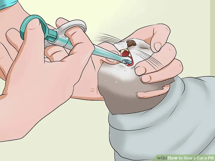 روش قرص دادن به گربه