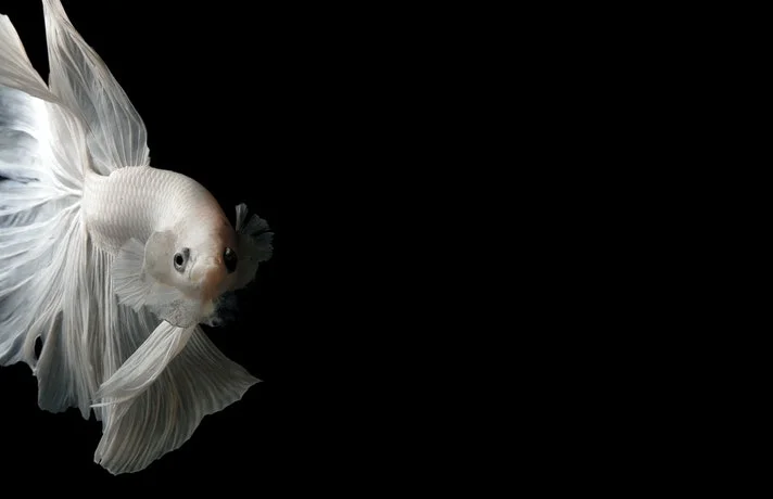 ماهی فایتر سفید