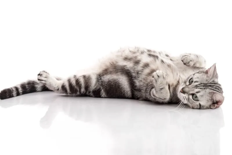 Taking Care Of Your Pregnant Cat