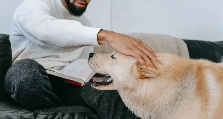 How do dogs behave with humans