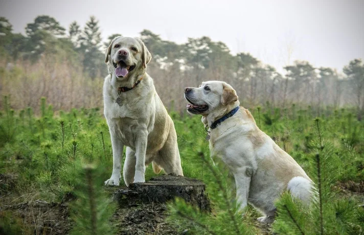رو سگ سفید بزرگ در طبیعت