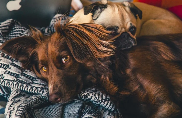 سگ کوچک که روی یک سگ بزرگ لم داده است