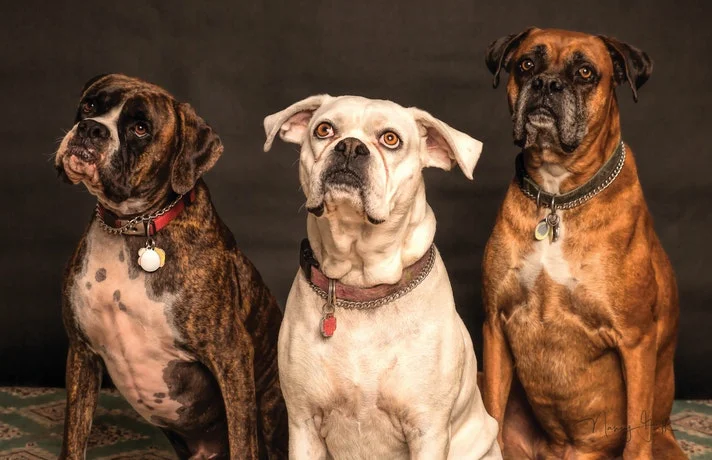 سه سگ که روی پاهاش عقب خود نشسته اند